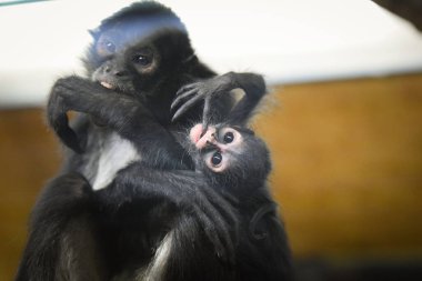 Örümcek maymunu (Ateles geoffroyi), hayvanat bahçesindeki örümcek maymun olarak da bilinir.