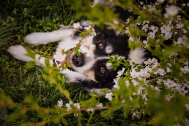 Doğada yatan Collie 'nin bahar fotoğrafı. Prag 'da çiçek açan ağaçlar
