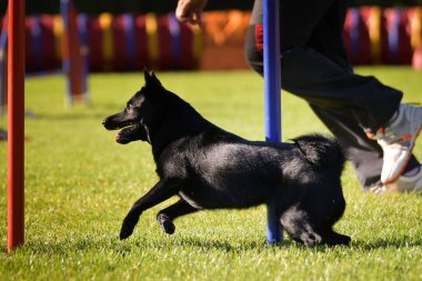 Köpek çeviklik eğitimi için slalom koşuyor yaz kampı czech slalom..