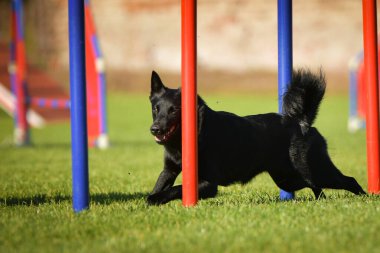 Köpek çeviklik eğitimi için slalom koşuyor yaz kampı czech slalom..