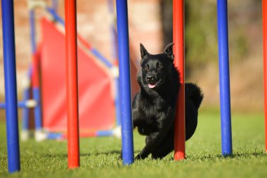 Köpek çeviklik eğitimi için slalom koşuyor yaz kampı czech slalom..