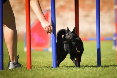 Köpek çeviklik eğitimi için slalom koşuyor yaz kampı czech slalom..