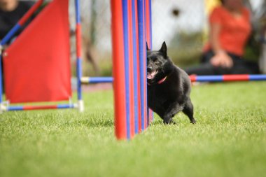 Köpek çeviklik eğitimi için slalom koşuyor yaz kampı czech slalom..