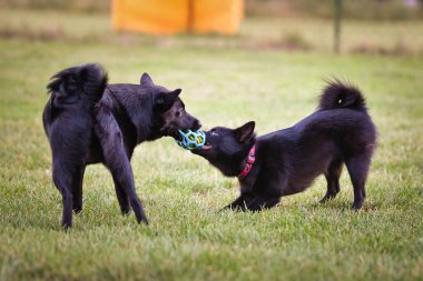 Dogs are playing outside in the grass. He is so crazy dog on trip.
