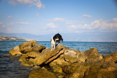 Köpek Hırvat topraklarında taşların üzerinde duruyor. Denizin üstünde duran bir köpek. Güzel manzara