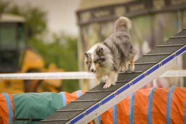 Köpek köpek gezintisinde çeviklik parkında koşuyor. Rekabet için yeni şeyler öğretiyor..