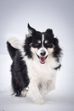 Üç renkli Sınır Çobanı karda sahada koşuyor. O çok yumuşak bir köpek..