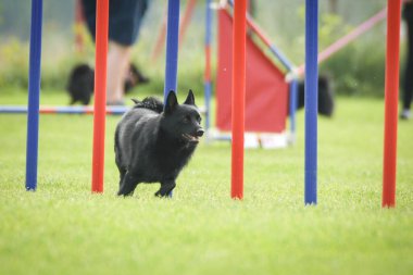 Köpek çeviklik eğitimi için slalom koşuyor yaz kampı czech slalom..