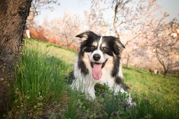 Doğada yatan Collie 'nin bahar fotoğrafı. Prag 'da çiçek açan ağaçlar