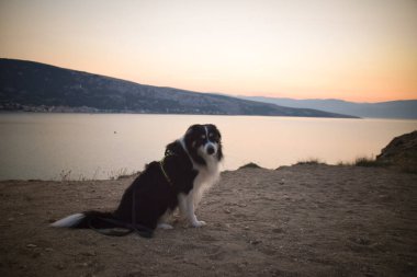 Köpek Hırvat topraklarında taşların üzerinde duruyor. Denizin üstünde duran bir köpek. Güzel manzara