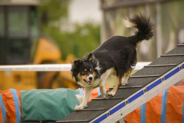 Köpek çeviklik dengesi demetinde koşuyor. Çeviklik konusunda inanılmaz bir köpek..