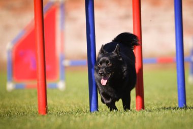 Köpek çeviklik eğitimi için slalom koşuyor yaz kampı czech slalom..