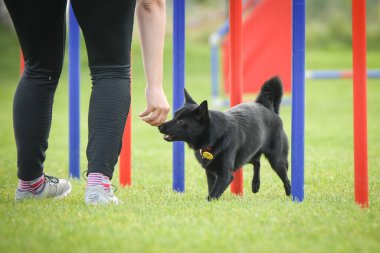 Köpek çeviklik eğitimi için slalom koşuyor yaz kampı czech slalom..