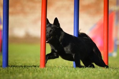 Köpek çeviklik eğitimi için slalom koşuyor yaz kampı czech slalom..