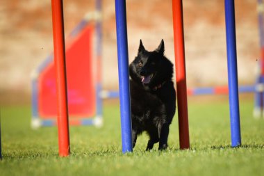 Köpek çeviklik eğitimi için slalom koşuyor yaz kampı czech slalom..