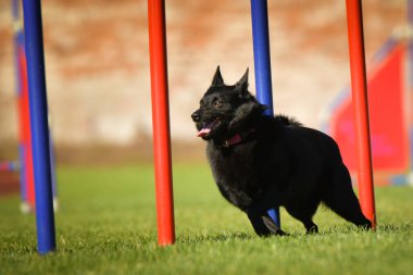 Köpek çeviklik eğitimi için slalom koşuyor yaz kampı czech slalom..