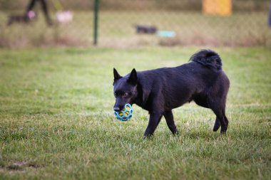 Köpek portresi. Doğası gereği çok sevimli. Çok güzel bir yüzü var.