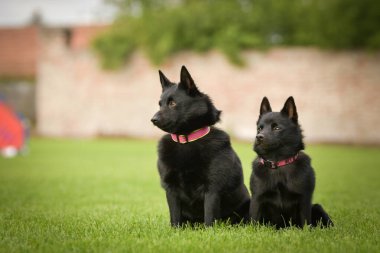 Köpeklerin yaz portresi. Doğası gereği çok sevimli. Çok güzel bir yüzü var.