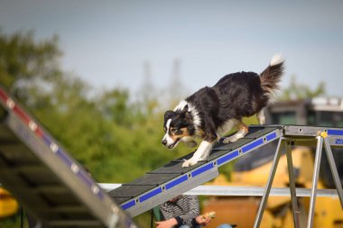 Köpek köpek gezintisinde çeviklik parkında koşuyor. Rekabet için yeni şeyler öğretiyor..