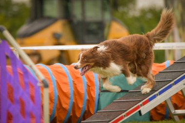 Köpek köpek gezintisinde çeviklik parkında koşuyor. Rekabet için yeni şeyler öğretiyor..