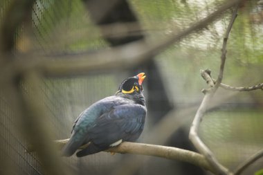 Kuşlar hayvanat bahçesinin dalında duruyorlar. Hayvanat bahçesinde yaz günü.