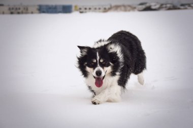 Üç renkli Sınır Çobanı karda sahada koşuyor. O çok yumuşak bir köpek..