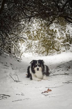 Sınırdaki üç renkli çoban köpeği karda yerde yatıyor. O çok yumuşak bir köpek..