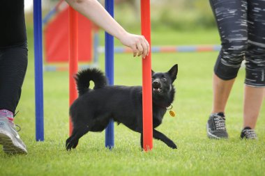Köpek çeviklik eğitimi için slalom koşuyor yaz kampı czech slalom..