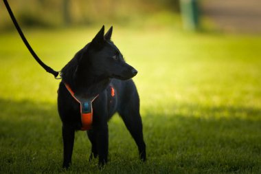 Köpek portresi. Doğası gereği çok sevimli. Çok güzel bir yüzü var.