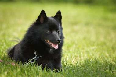 Köpek portresi. Doğası gereği çok sevimli. Çok güzel bir yüzü var.
