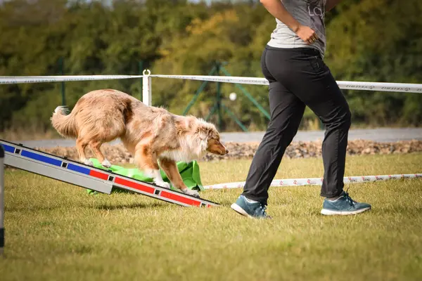 Köpek köpek gezintisinde çeviklik parkında koşuyor. Rekabet için yeni şeyler öğretiyor..
