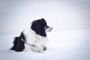 Sınırdaki üç renkli çoban köpeği karda yerde yatıyor. O çok yumuşak bir köpek..