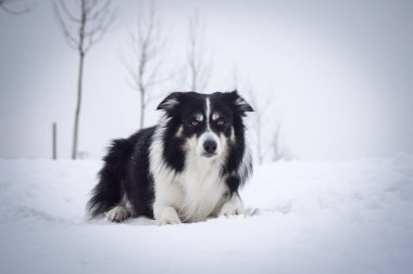 Sınırdaki üç renkli çoban köpeği karda yerde yatıyor. O çok yumuşak bir köpek..