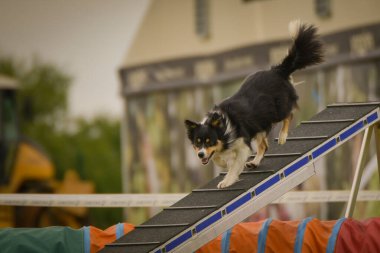 Köpek köpek gezintisinde çeviklik parkında koşuyor. Rekabet için yeni şeyler öğretiyor..