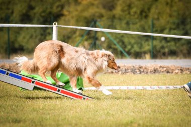 Köpek köpek gezintisinde çeviklik parkında koşuyor. Rekabet için yeni şeyler öğretiyor..