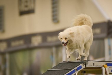 Köpek köpek gezintisinde çeviklik parkında koşuyor. Rekabet için yeni şeyler öğretiyor..