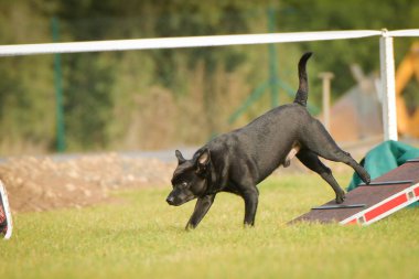 Köpek köpek gezintisinde çeviklik parkında koşuyor. Rekabet için yeni şeyler öğretiyor..