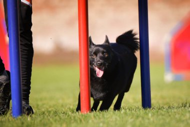 Köpek çeviklik eğitimi için slalom koşuyor yaz kampı czech slalom..