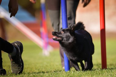 Köpek çeviklik eğitimi için slalom koşuyor yaz kampı czech slalom..