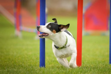 Köpek çeviklik eğitimi için slalom koşuyor yaz kampı czech slalom..