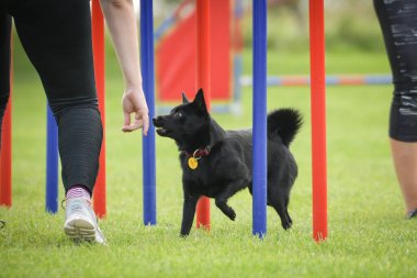 Köpek çeviklik eğitimi için slalom koşuyor yaz kampı czech slalom..