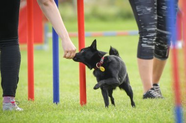 Köpek çeviklik eğitimi için slalom koşuyor yaz kampı czech slalom..