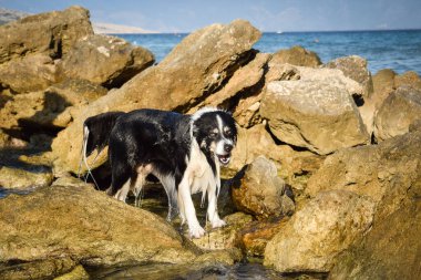 Köpek portresi. Doğası gereği çok sevimli. Çok güzel bir yüzü var.