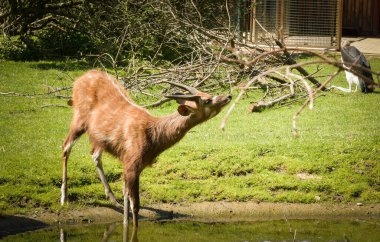 African Antelope is standing in the zoo near to the fence. They have not place for living.