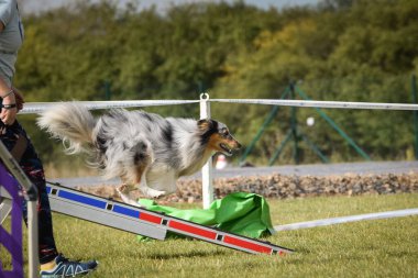 Köpek çeviklik dengesi demetinde koşuyor. Çeviklik konusunda inanılmaz bir köpek..