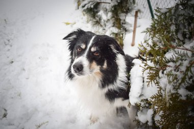 Sınırdaki üç renkli çoban köpeği karda sahada oturuyor. O çok yumuşak bir köpek..