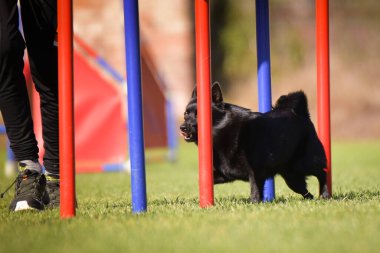 Köpek çeviklik eğitimi için slalom koşuyor yaz kampı czech slalom..