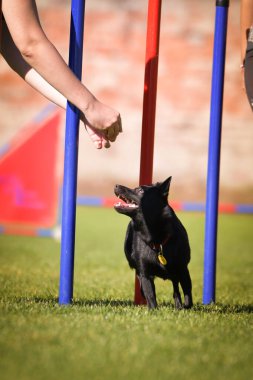 Köpek çeviklik eğitimi için slalom koşuyor yaz kampı czech slalom..