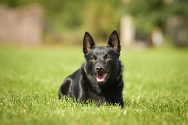 Köpek portresi. Doğası gereği çok sevimli. Çok güzel bir yüzü var.