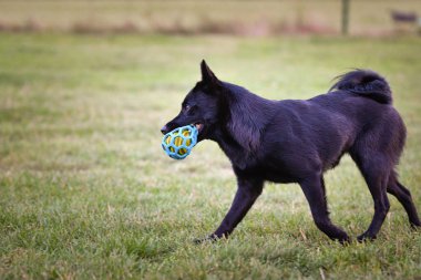 Köpek çimenlerde koşuyor. Çok güzel bir yüzü var. Çok sabırlı bir model..